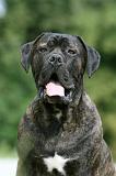 CANE CORSO 1009